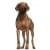Купить одежду для собак породы Риджбек в Москве, производитель ForMyDogs, по низкой цене и с доставкой по России